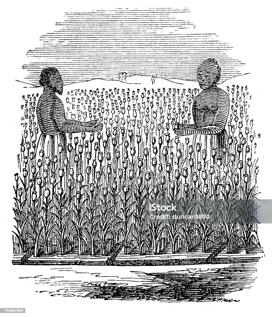 Opium campo Harvest - Ilustración de stock de Opio libre de derechos