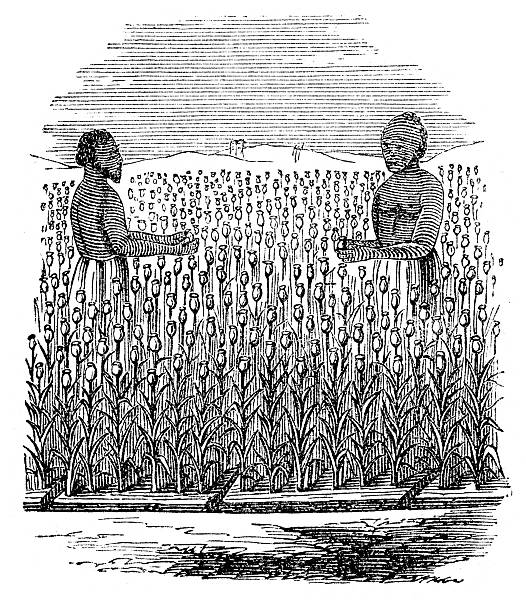 ilustrações de stock, clip art, desenhos animados e ícones de campo de colheita do ópio - narcotic history picking 19th century style
