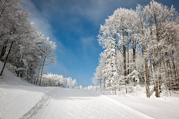 Ski Track and Frosty Forest Winter in Slovenia "Cross-country skiing track on Vojsko tableland, frost on trees, Slovenia, Primorska, Europe; cold, windy." primorska white sport nature stock pictures, royalty-free photos & images
