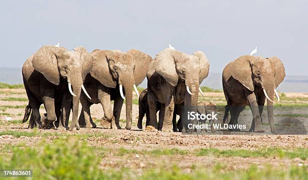 Elefantes Y Garcetas Foto de stock y más banco de imágenes de Acercarse - Acercarse, Andar, Animal