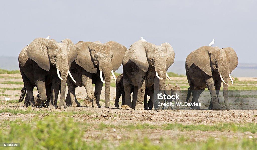 Elefantes e garças - Foto de stock de Andar royalty-free