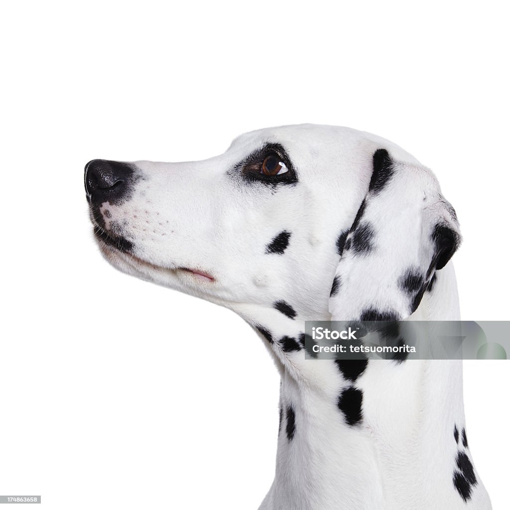 Dálmata - Foto de stock de Fondo blanco libre de derechos