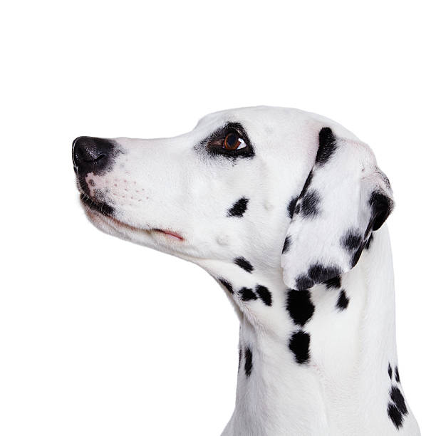 Dalmatian dog stock photo