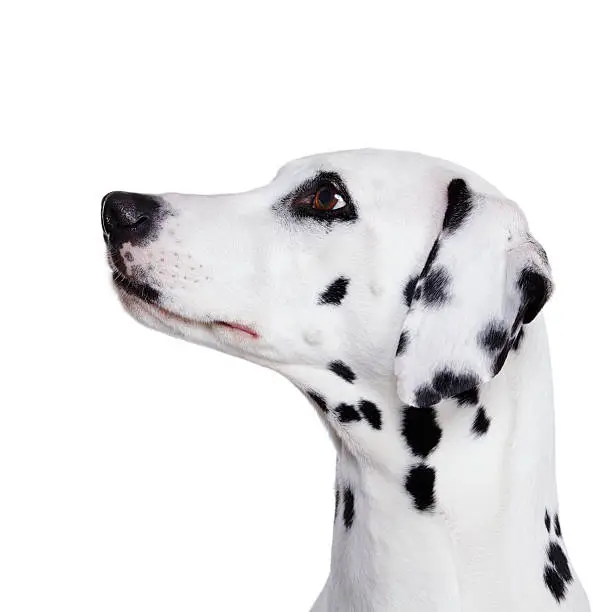 Dalmatian dog, Profile