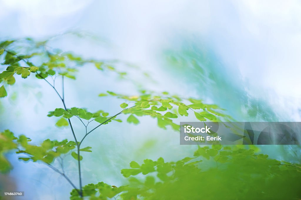 Felce Maidenhair - Foto stock royalty-free di Capelvenere