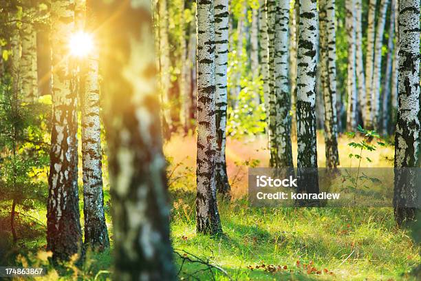 Fresh Spring Birch Forest Sun Shining Between Trees Stock Photo - Download Image Now