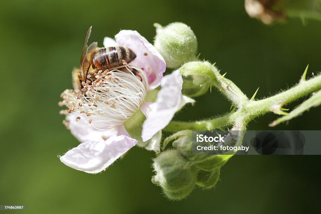Пчела - Стоковые фото Ежевика роялти-фри