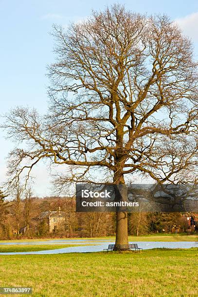 Photo libre de droit de Yalding Sur Une Froide Journée Dhiver banque d'images et plus d'images libres de droit de Angleterre - Angleterre, Arbre, Champ