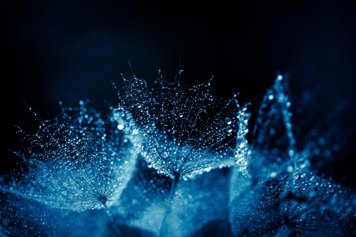 Macro dandelion seed with water drops