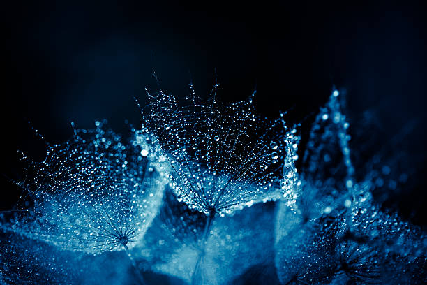 makro z kropli wody nasiono mniszka - nature abstract flower blue zdjęcia i obrazy z banku zdjęć