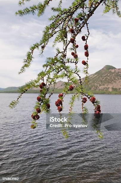 Von Lake Dvargalaak Stockfoto und mehr Bilder von Ast - Pflanzenbestandteil - Ast - Pflanzenbestandteil, Fotografie, Im Freien