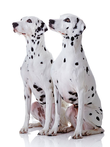 istock Dalmatian dogs 174864027