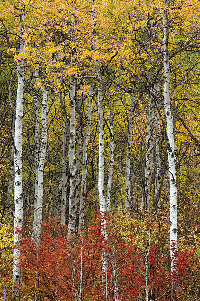падение цвет лес - vertical photography color image tumwater canyon стоковые фото и изображения