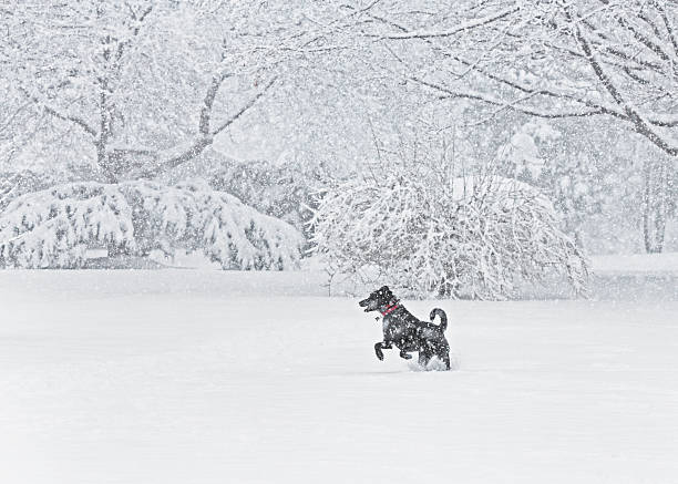 radosna skokowy blizzard pies - isweather2013 zdjęcia i obrazy z banku zdjęć