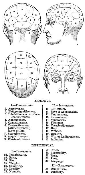 phrenology - medizinische zeichnung stock-grafiken, -clipart, -cartoons und -symbole