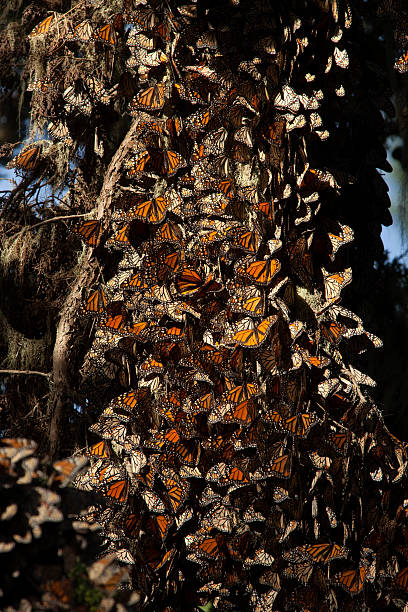 istock Thousands migrating Monarch butterflies California 174864487