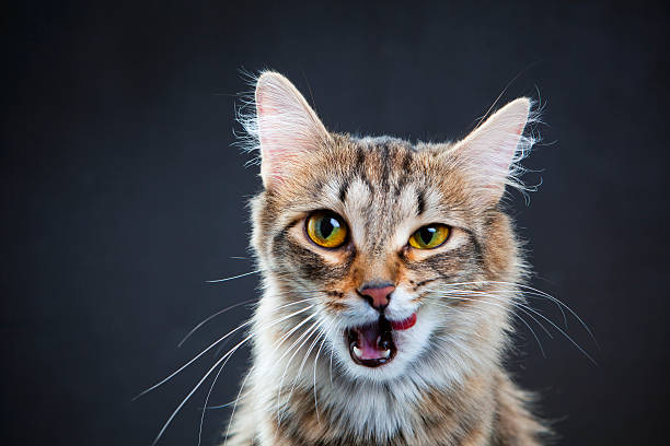 istock Portrait of a cat 174864513