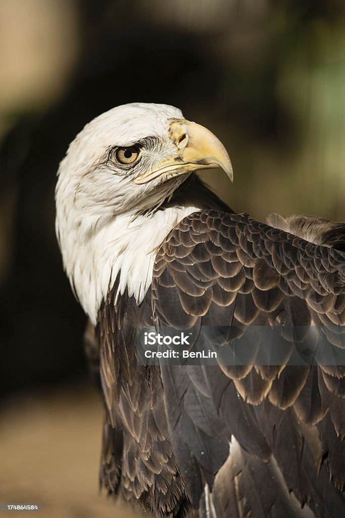 Weißkopfseeadler Wegsehen - Lizenzfrei Adler Stock-Foto
