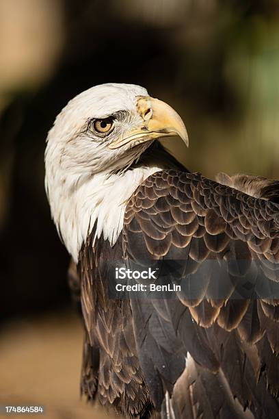 Bald Eagle Odwracać Oczy - zdjęcia stockowe i więcej obrazów Bez ludzi - Bez ludzi, Bielik amerykański, Bliski