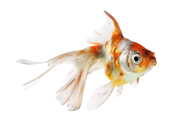 istock Goldfish (Carassius auratus), Shubunkins on a white background 174864629