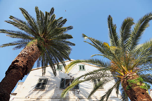 istock house facade and palm trees against mediterranean sky mountains  Croatia 174864661