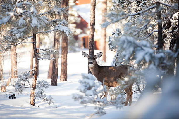 istock Winter Deer in the Snow 174864754