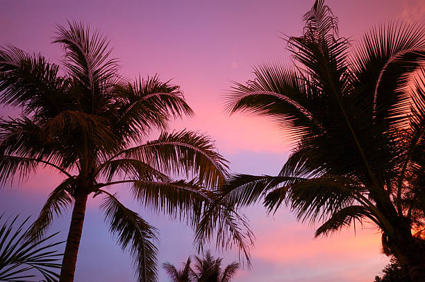 Tropical sunset with palm trees silhouettes and sky for copy space