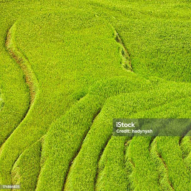 Sapa Arroz Campos Cerca De La Ciudad En Vietnam Del Norte Foto de stock y más banco de imágenes de Agricultura