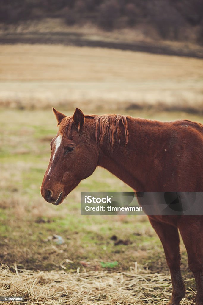 Brown Horse ヘッドのクローズアップのポートレート - アメリカ太平洋岸北西部のロイヤリティフリーストックフォト