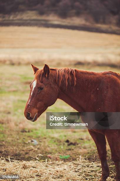 Brown Horse ヘッドのクローズアップのポートレート - アメリカ太平洋岸北西部のストックフォトや画像を多数ご用意 - アメリカ太平洋岸北西部, アメリカ文化, ウマ