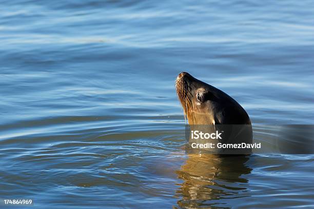 Photo libre de droit de Gros Plan Dun Lion De Mer Sauvages Dans Locéan banque d'images et plus d'images libres de droit de Animaux à l'état sauvage - Animaux à l'état sauvage, Californie, Faune