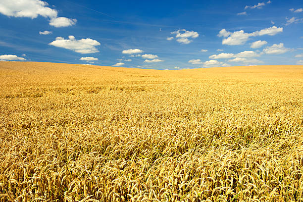 istock Endless Ripe Wheat Field in Summer Landscape under Blue Sky 174864999