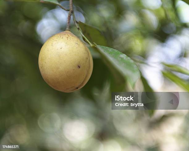 Noce Moscata Divisione - Fotografie stock e altre immagini di Agricoltura - Agricoltura, Albero, Cibo