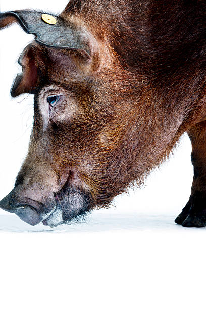 Duroc Pig Close Up Portrait White Background Close up portrait of Duroc pig. agricultural themes stock pictures, royalty-free photos & images