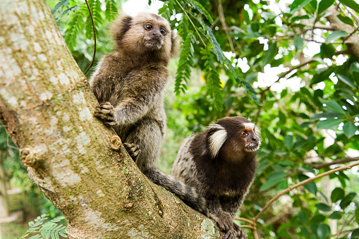 Two marmosets on a tree.