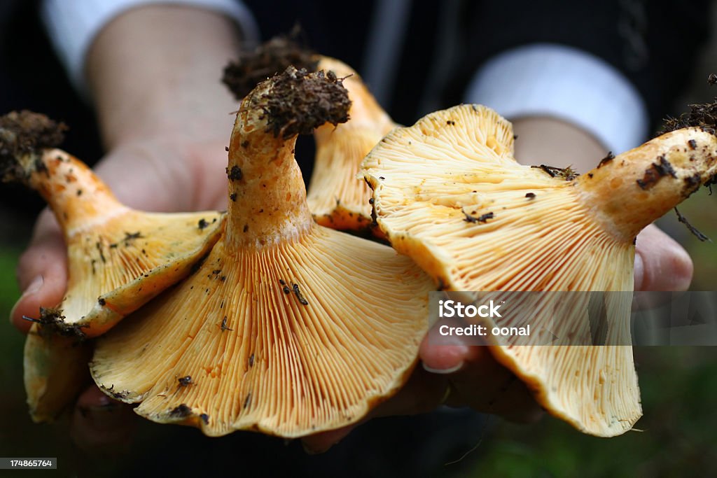 Handfull cogumelos - Foto de stock de Basidiomycetes Lycoperdon royalty-free