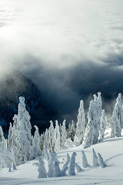 inverno no monte seymour - mt seymour provincial park imagens e fotografias de stock