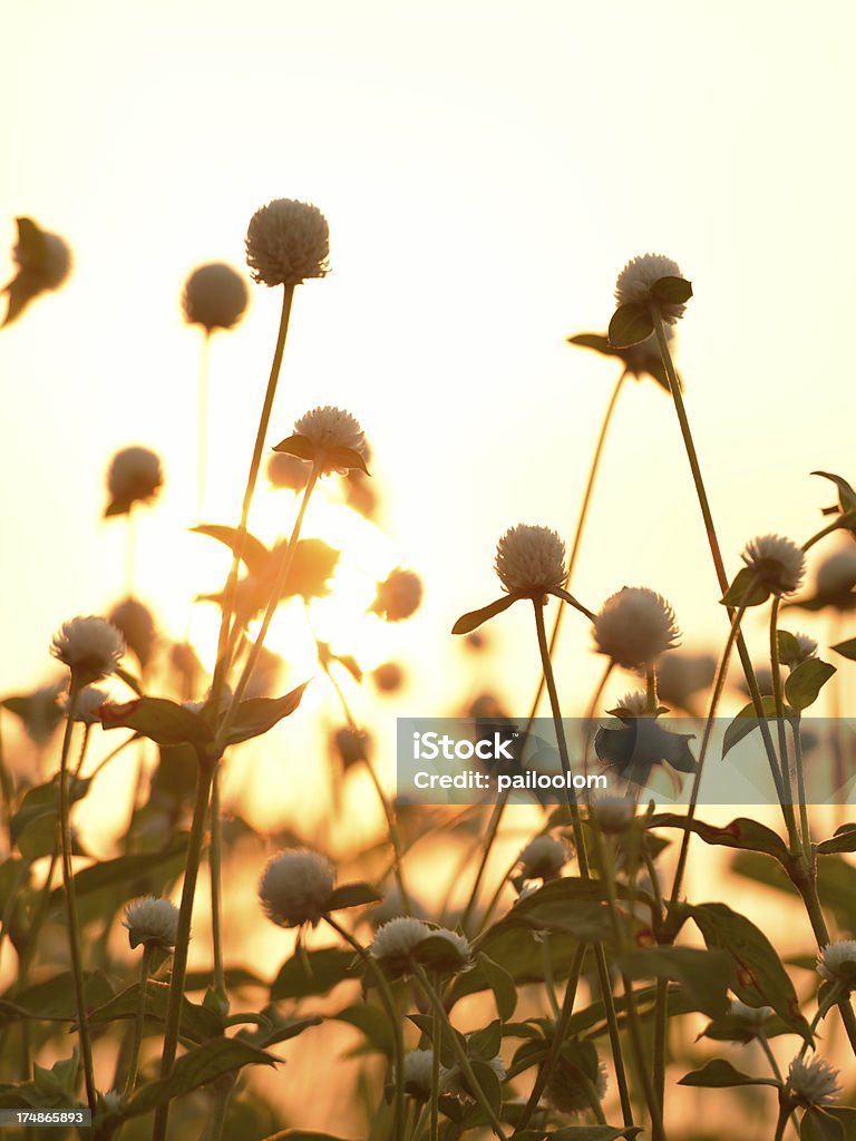 Fiori al tramonto - Foto stock royalty-free di Amarantino perpetuino