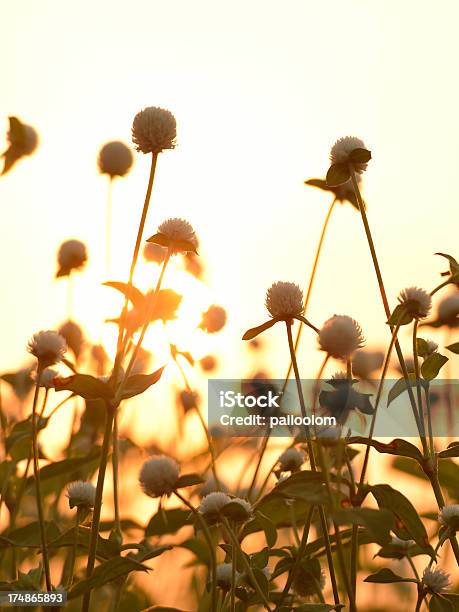 Fiori Al Tramonto - Fotografie stock e altre immagini di Amarantino perpetuino - Amarantino perpetuino, Ambientazione esterna, Ambientazione tranquilla