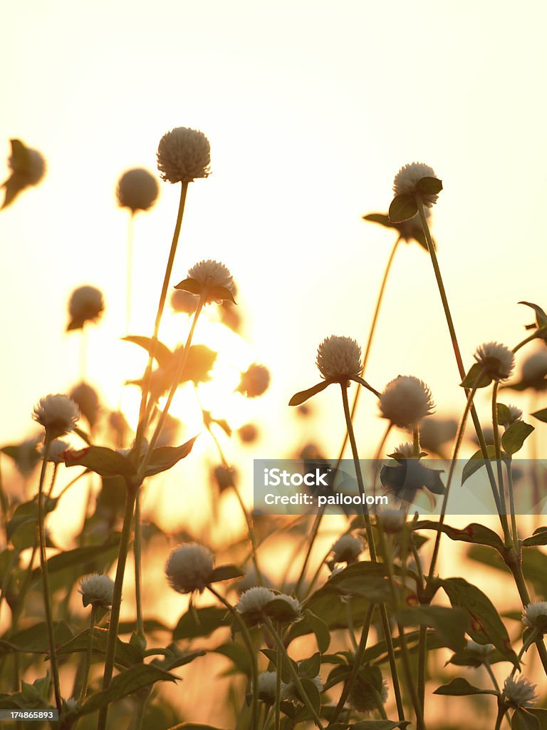 Flor ao pôr do sol - Royalty-free Ao Ar Livre Foto de stock