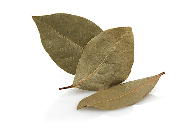 getrocknete bay leaf - laurel bay leaf leav stock-fotos und bilder