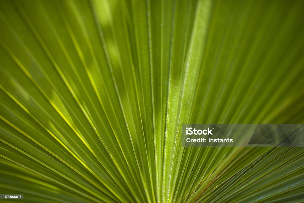 Foglia di palma - Foto stock royalty-free di Albero