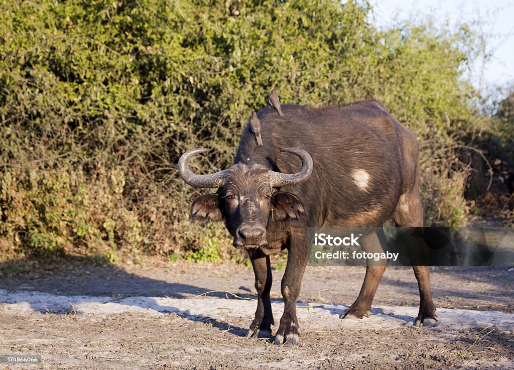 Чёрный буйвол с oxpeckers - Стоковые фото Африка роялти-фри