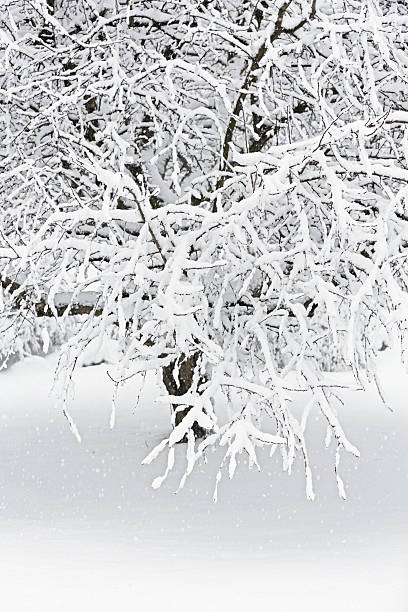 ventisca crabapple árbol de invierno - isweather2013 fotografías e imágenes de stock