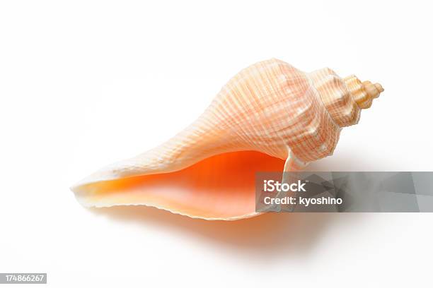 シーシェル影 - 貝殻のストックフォトや画像を多数ご用意 - 貝殻, 白背景, カットアウト
