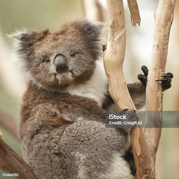 Coala - Fotografias de stock e mais imagens de Animal - Animal, Animal selvagem, Ao Ar Livre