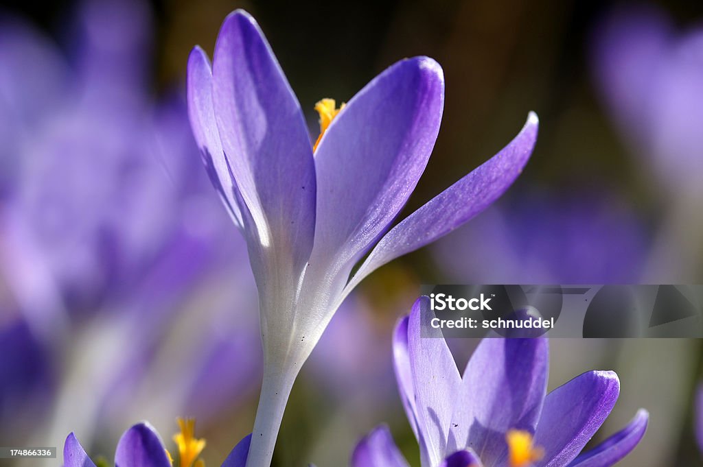 Viola crocuses - Foto stock royalty-free di Aiuola
