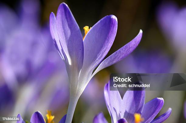 Viola Crocuses - Fotografie stock e altre immagini di Aiuola - Aiuola, Botanica, Capolino