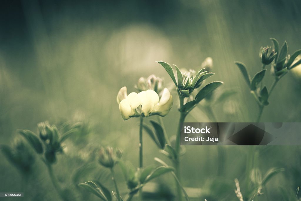 Campo verde con flores - Foto de stock de Abril libre de derechos