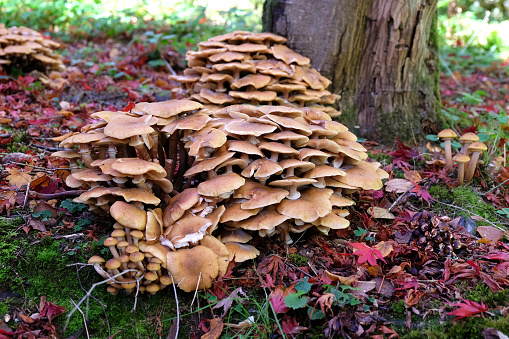 Honey Fungus mushrooms growing among the leaf litter of the Japanese acres, during the autumn